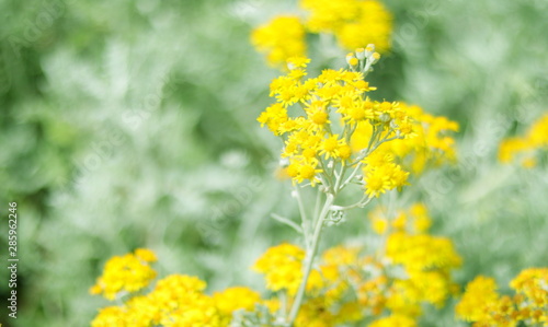 RAMA DE FLORES AMARILLAS SILVESTRES Y FONDO SUAVE  floraci  n  brillante  amarilla  flor  naturaleza  dehesa  florecer  c  sped  flora  hermoso  beldad  color  paisaje