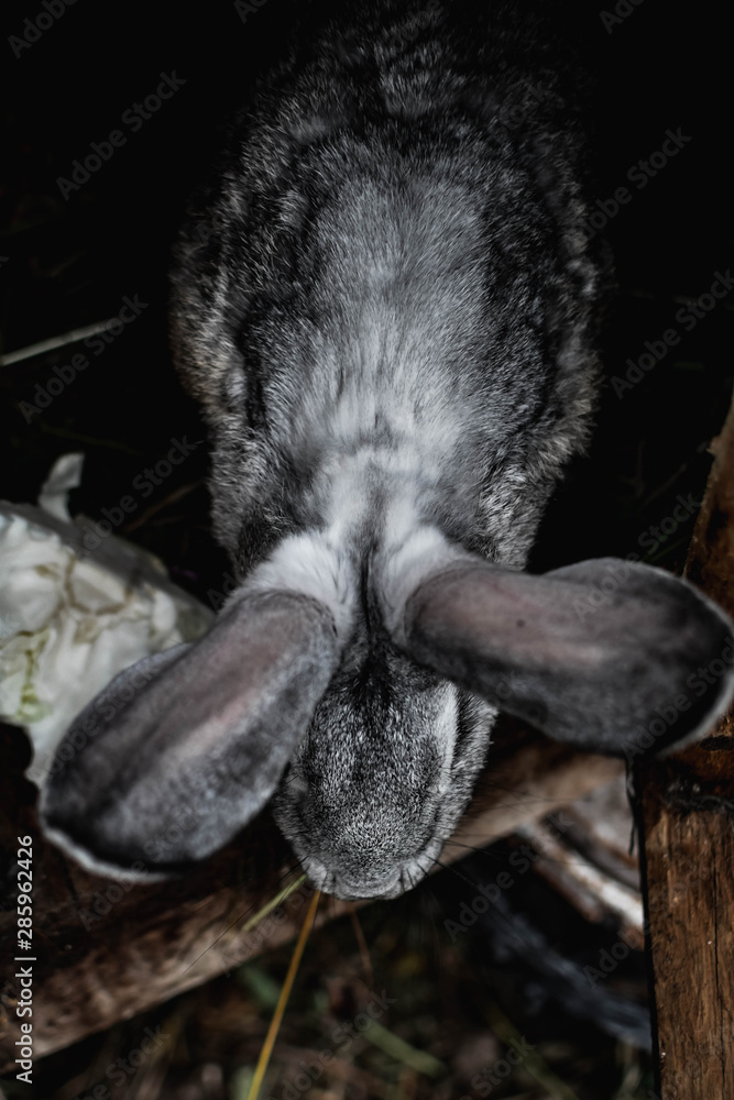 portrait of rabbit
