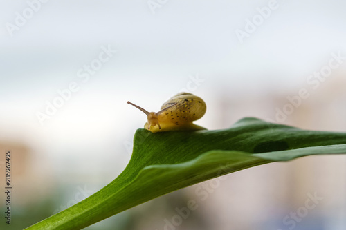 snail looking at the camera while on a leaf of a plant