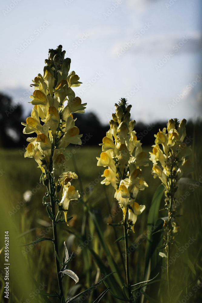 yellow flowers on background of blue sky yellow flowers on background of blue sky