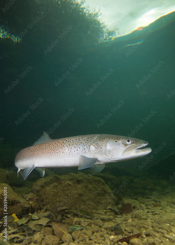 Common huchen (Hucho hucho) swimming in nice river. Beautiful salmonid fish in close up photo. Underwater photography in wild nature. River habitat. Danube salmon. Common huchen (Hucho hucho) swimming in nice river. Beautiful salmonid fish in close up photo. Underwater photography in wild nature. River habitat. Danube salmon.