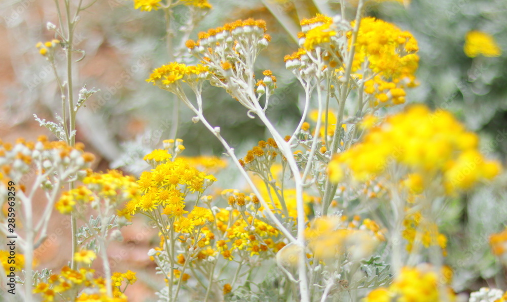 PLANTAS DE FLORES AMARILLAS JUNTAS EN EL BOSQUE, flor, amarilla, campa,  primavera, dehesa, florecer, césped, floración, paisaje Stock Photo | Adobe  Stock