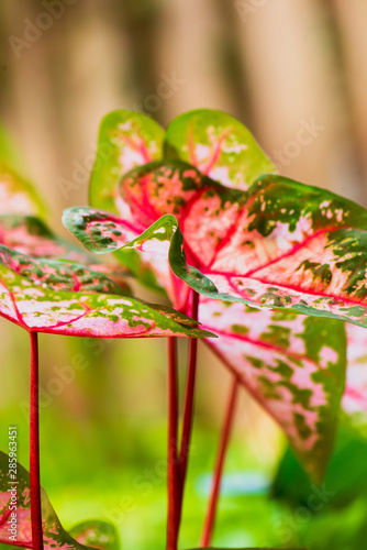 very colorful tropical leaf background © Amy Buxton
