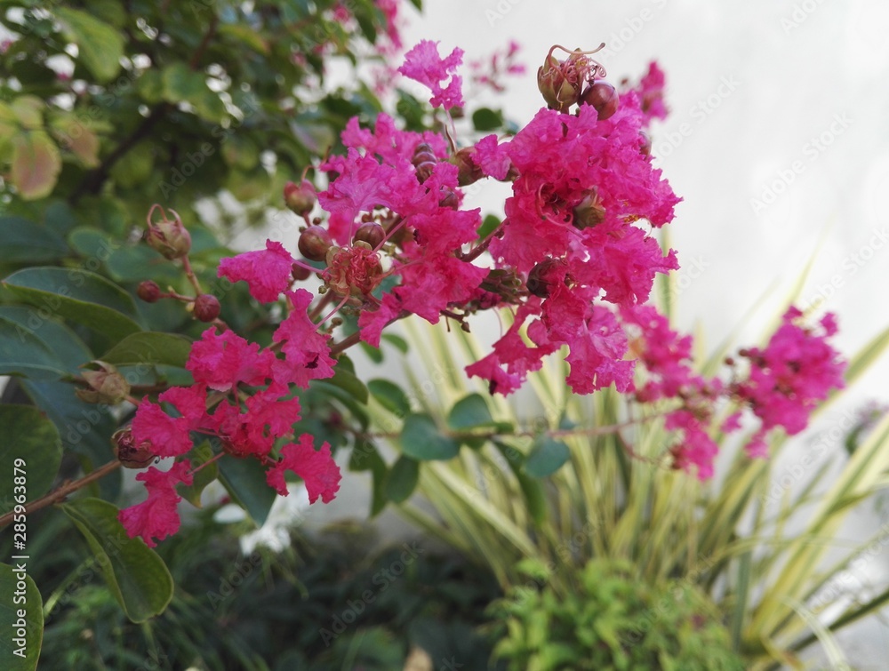 Fototapeta premium Lagerstroemia indica (also known as crape myrtle) with its vivifying pink flowers