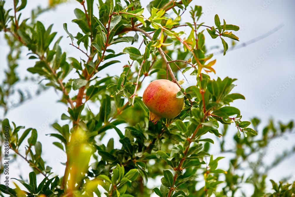 Young pomegranate fruits grow on a tree. Young pomegranate fruits grow on a tree.