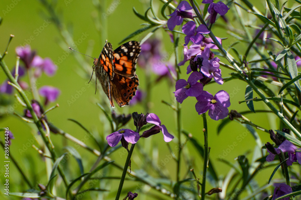 Painted Lady Butterfly, United Kingdom Painted Lady Butterfly, United Kingdom
