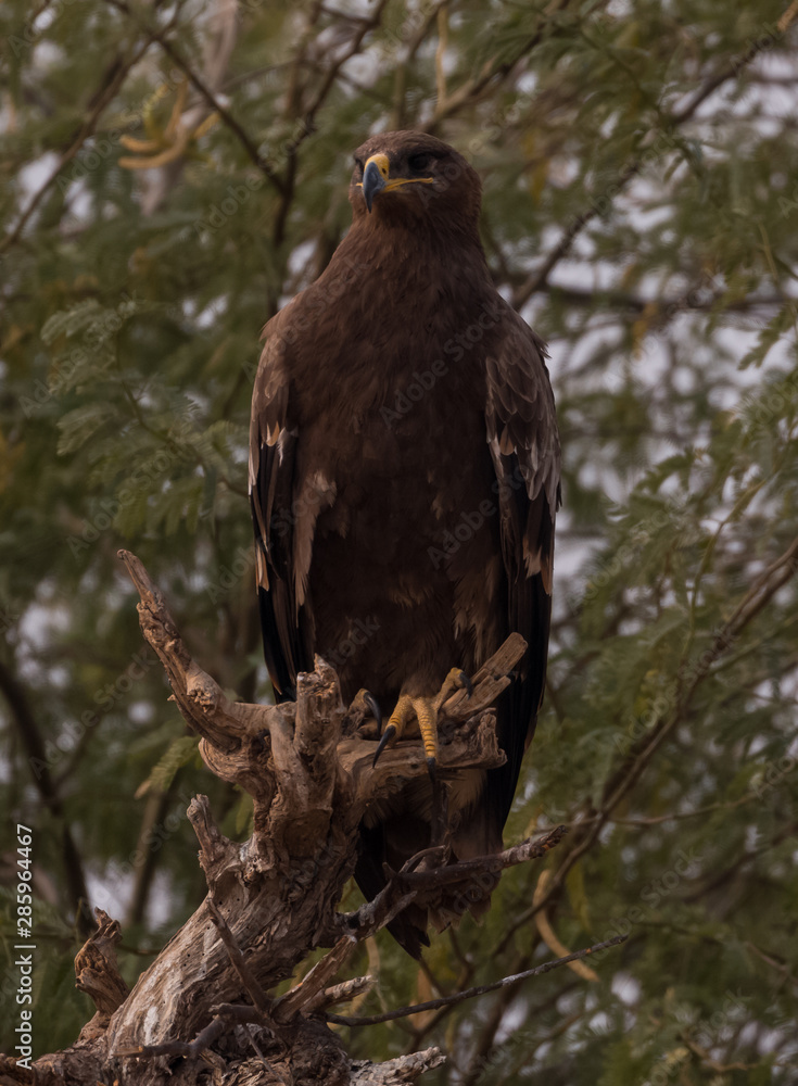 Fototapeta premium Steppe Eagle sitting at the jorbeer vulture sanctuary, Bikaner