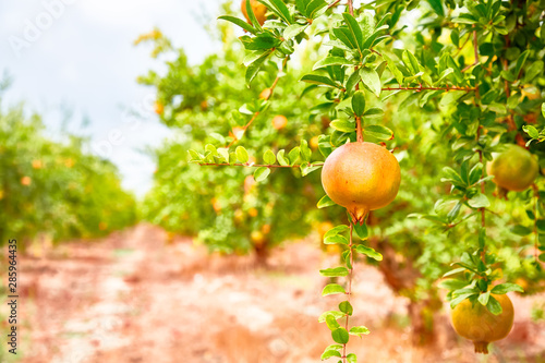 Young pomegranate fruits grow on a tree.