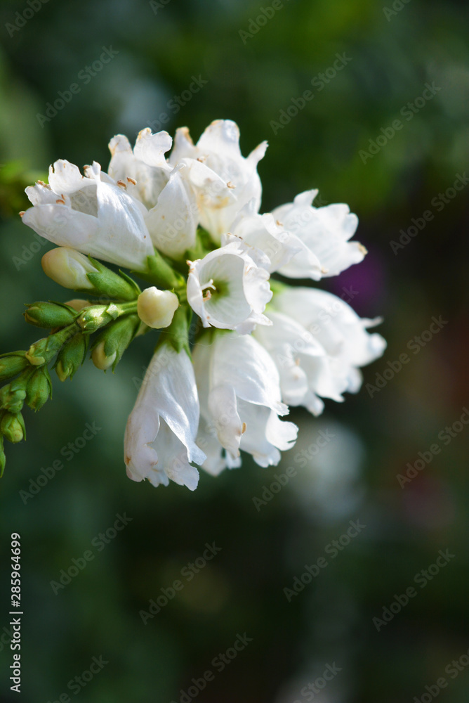White perennial physostegia flowers in the form of small bells on green leafy background, lionshearts or false dragonheads. It is genus of flowering plants in family Lamiaceae, Dnipro city, Ukraine. White perennial physostegia flowers in the form of small bells on green leafy background, lionshearts or false dragonheads. It is genus of flowering plants in family Lamiaceae, Dnipro city, Ukraine.