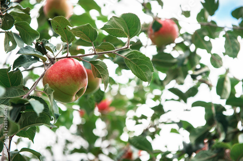 Apple tree with apples, org...