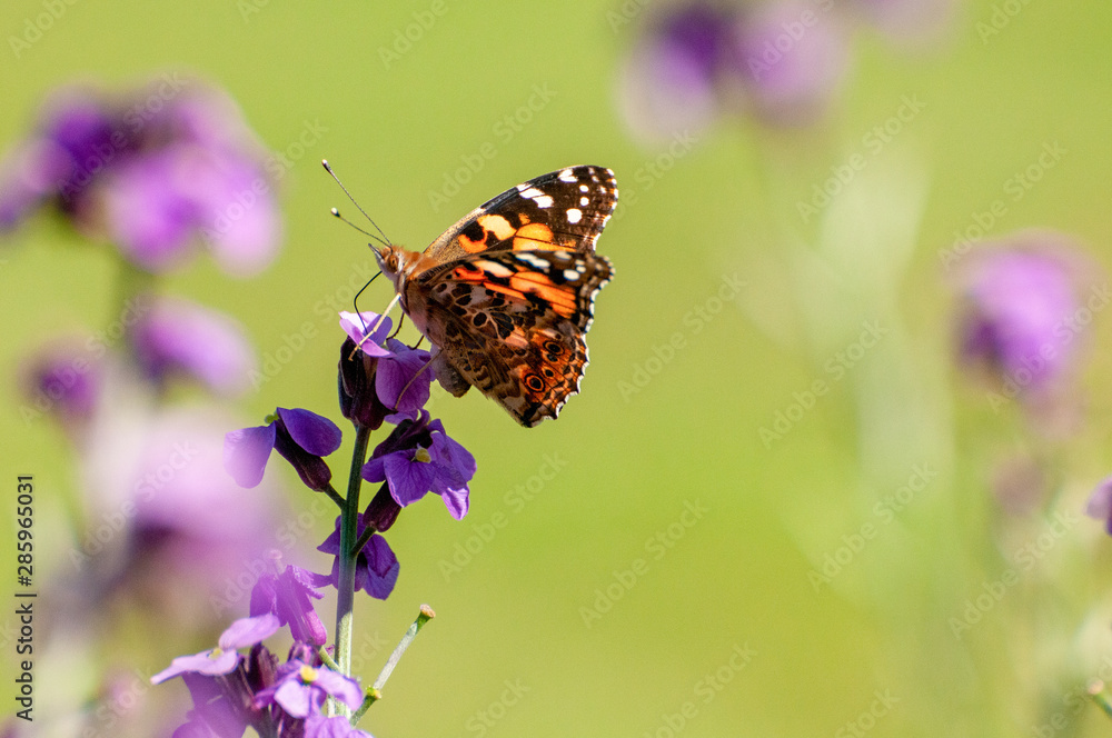 Painted Lady Butterfly, United Kingdom Painted Lady Butterfly, United Kingdom