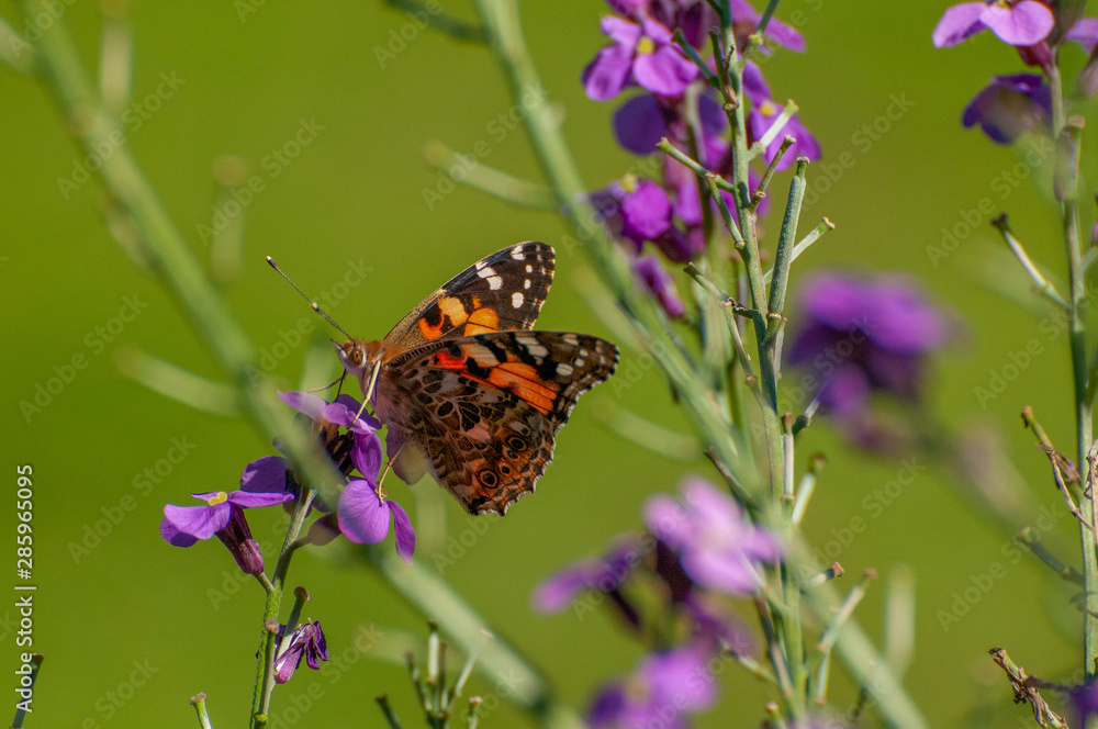 Painted Lady Butterfly, United Kingdom Painted Lady Butterfly, United Kingdom