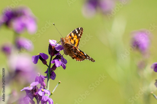 Painted Lady Butterfly, United Kingdom © Tina Hankins