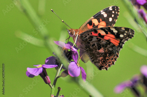 Painted Lady Butterfly, United Kingdom