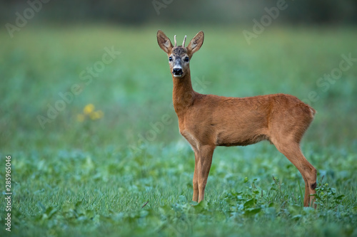 Alert roe deer, capreolus capreolus, buck listening carefully on a agricultural field at dusk in summer. Wild male mammal in nature.