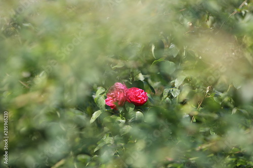 Rosen