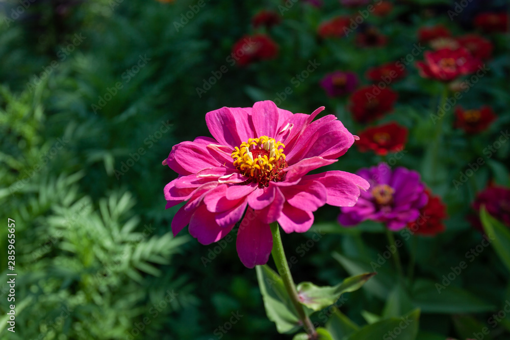 Obraz premium beautiful zinia flower in bloom. plant blossom.