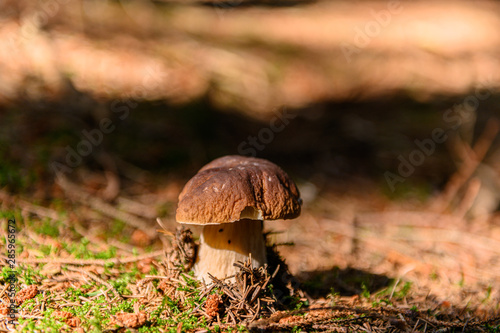 Mushrooms in the forrest ground, stock picture by Brian Holm Nielsen