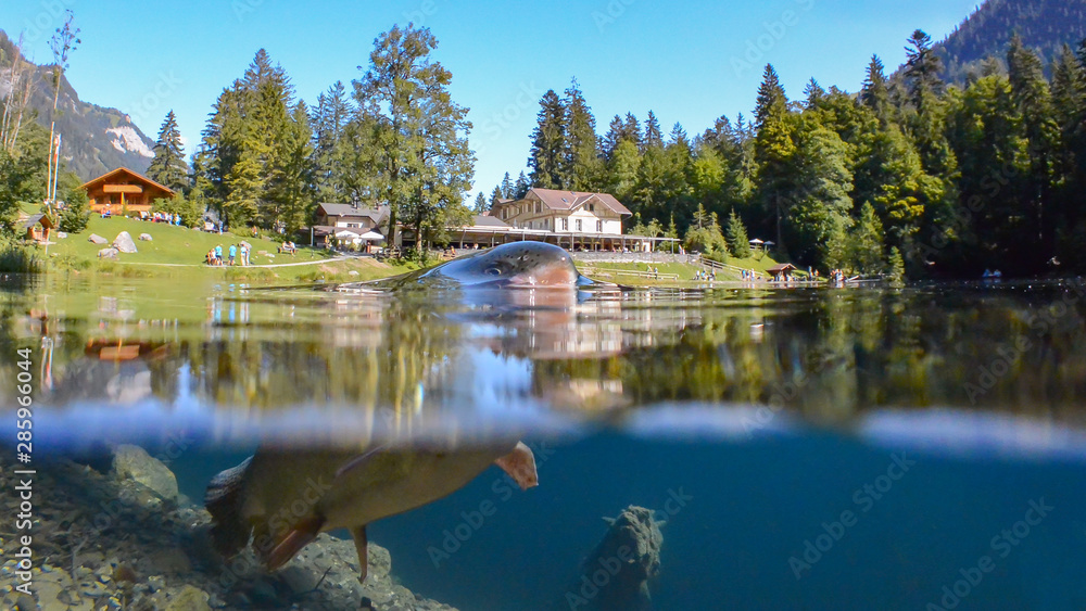 Fototapeta premium blausee lake, switzerland
