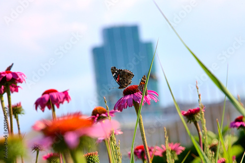 Close-up of a butterfly on flowers during summetime in Chicago Millenium park, with blurred skyline and blue sky in the background photo