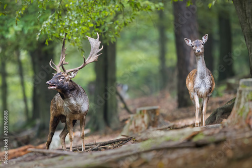Fallow deer, dama dama, in rutting season. Stag roaring in the forest with female looking to camera. Pair of male and female mammals in mating season