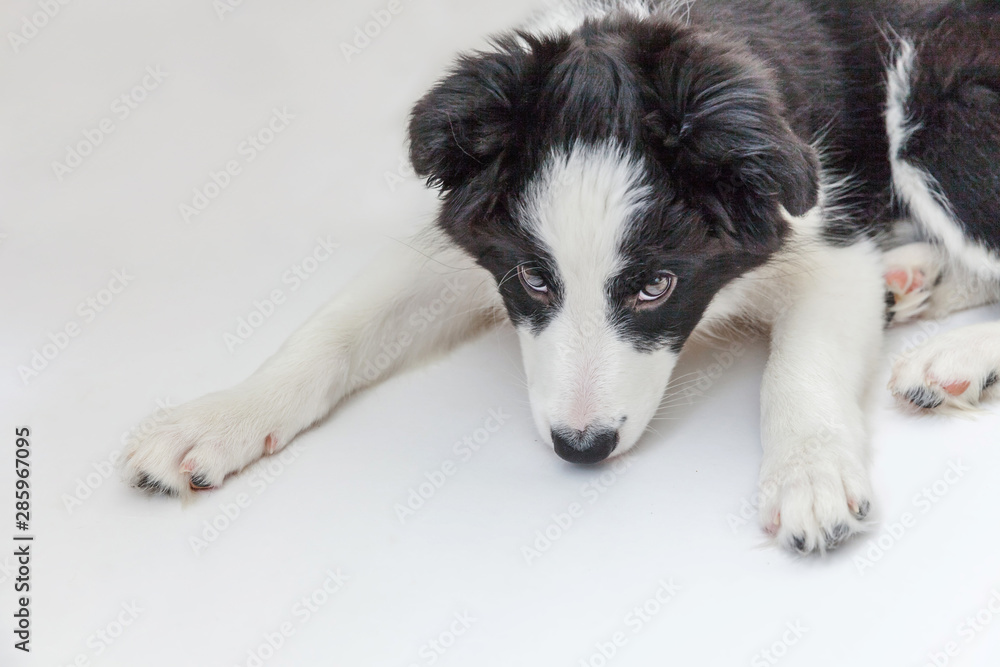 Funny studio portrait of cute smilling puppy dog border collie isolated on white background. New lovely member of family little dog gazing and waiting for reward. Pet care and animals concept Funny studio portrait of cute smilling puppy dog border collie isolated on white background. New lovely member of family little dog gazing and waiting for reward. Pet care and animals concept