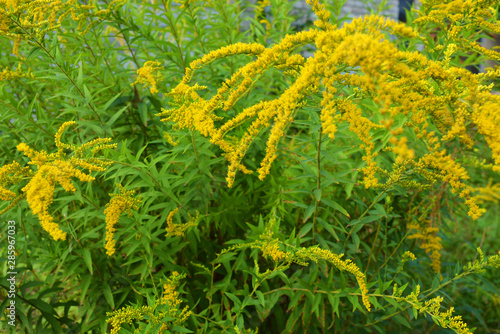 Bright shrubs with yellow flowers, a giant golden rod with interesting bloom, solidago gigantea, tall goldenrod, giant goldenrod.