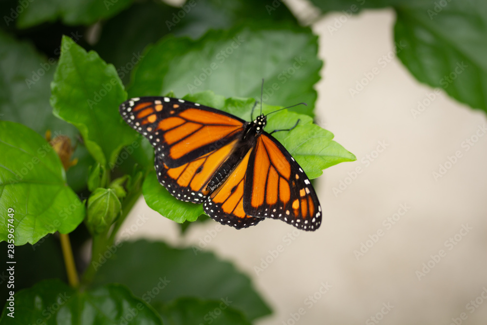 Obraz premium Orange Monarch Butterfly
