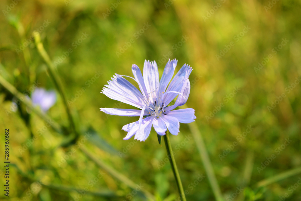 Bright purple rich chicory flowers on branches in nature, Dnipro city, Ukraine. Bright purple rich chicory flowers on branches in nature, Dnipro city, Ukraine.