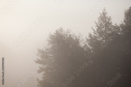 Landscape misty morning fog in the trees background