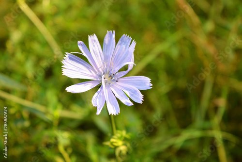 Bright purple rich chicory flowers on branches in nature  Dnipro city  Ukraine.