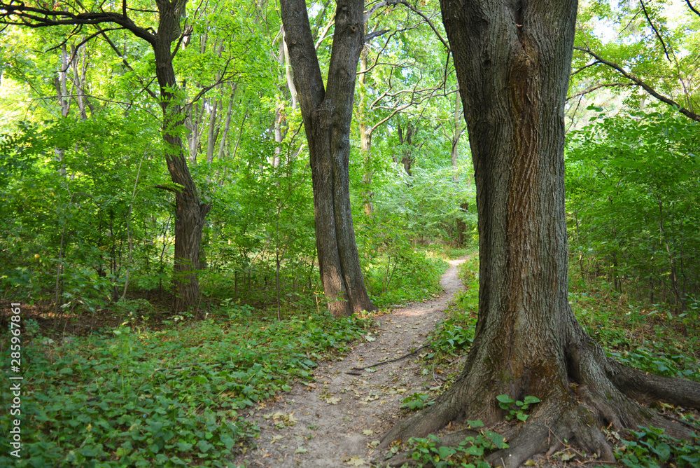 Beautiful natural background with an unusual landscape and forest beauty near the Samara River. Green hills, trees, shrubs with bright sky in the Shevchenko housing estate, Dnipro city, Ukraine. Beautiful natural background with an unusual landscape and forest beauty near the Samara River. Green hills, trees, shrubs with bright sky in the Shevchenko housing estate, Dnipro city, Ukraine.