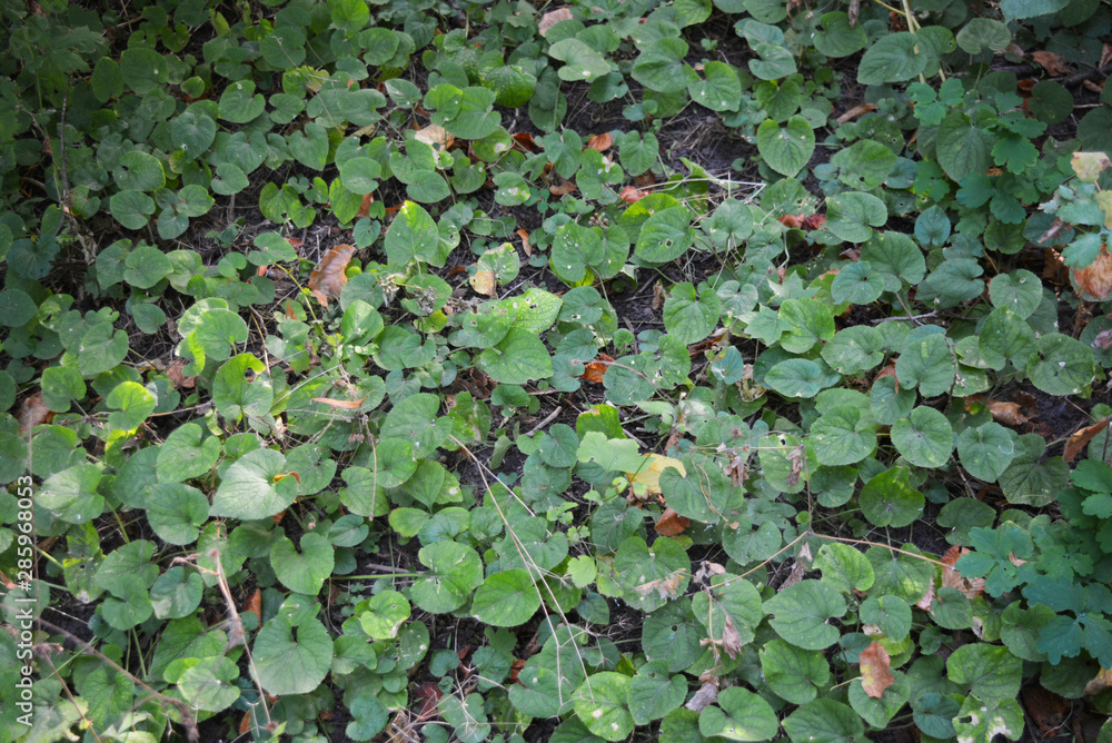 Green grass, plants, flowers growing in the Shevchenko housing estate, Dnipro city, Ukraine. Green grass, plants, flowers growing in the Shevchenko housing estate, Dnipro city, Ukraine.