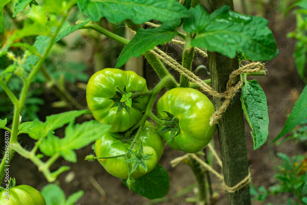 Ripening unripe green tomatoes growing on a garden bed Ripening unripe green tomatoes growing on a garden bed