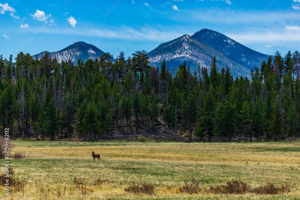 Lone elk against the mountains