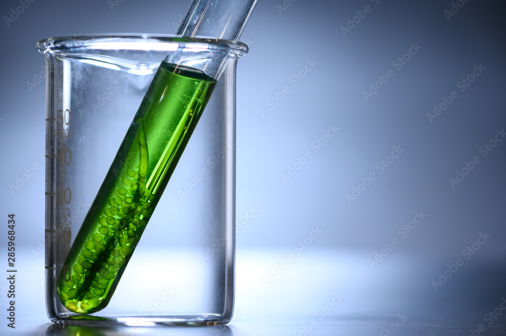 algae biofuel tube in biotech laboratory, Photobioreactor in lab algae fuel biofuel industry algae biofuel tube in biotech laboratory, Photobioreactor in lab algae fuel biofuel industry