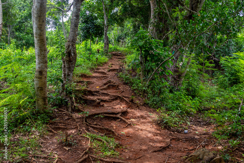 Path through the rainforest of Lokobe nature strict reserve in Madagascar, Nosy Be, Africa
