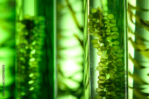 Photobioreactor in Algae fuel biofuel industry, sustainable energy concept photo
