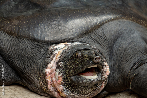 Nice sized nile softshell turtle full grown adult (Trionyx triunguis) photo