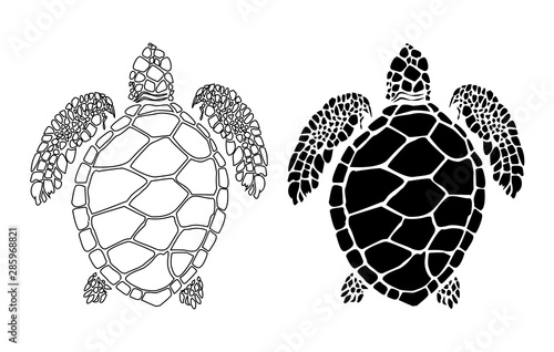 graphic sea turtle,vector illustration of sea turtle