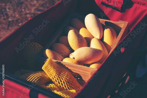 Mango fruit,  Yellow mango ...
