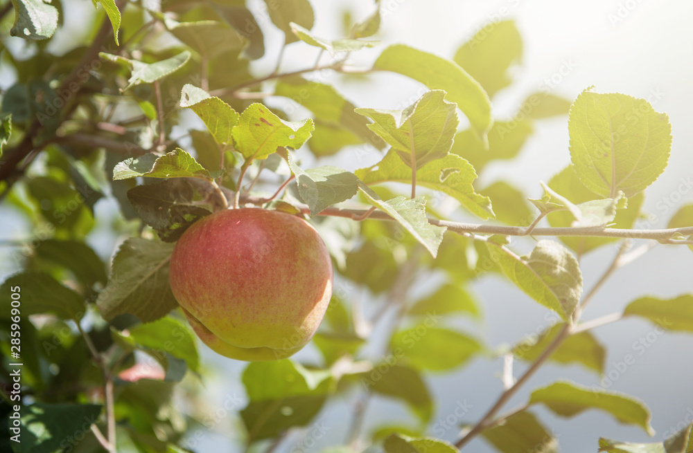 Apple tree with apples, organic natural fruits in a garden, harvest concept Apple tree with apples, organic natural fruits in a garden, harvest concept