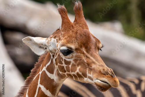Photography Portrait of a giraffe
