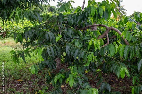 Plantation with Ylang-Ylang trees on Nosy Be island in Madagascar