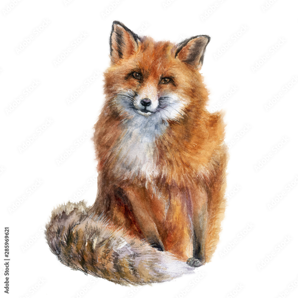 Fox watercolor hand draw illustration isolated on white background.