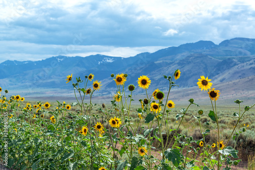 Wildflowers and Steens Mountains in Oregon photo