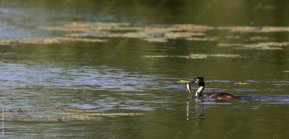 Grébe huppé avec poisson dans le bec Grébe huppé avec poisson dans le bec