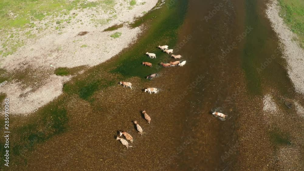 Aerial: A herd of cows and one horse crossing river. Water carries a cow wich tries to swim upstream Aerial: A herd of cows and one horse crossing river. Water carries a cow wich tries to swim upstream