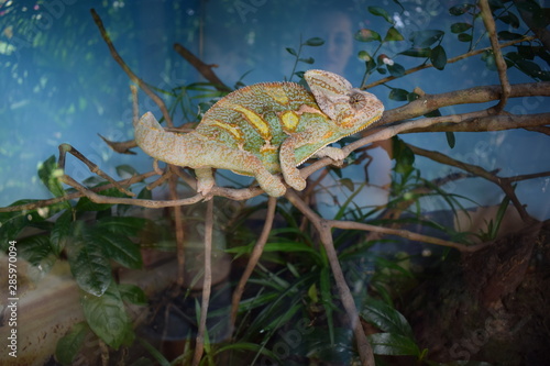 chameleon on a branch photo