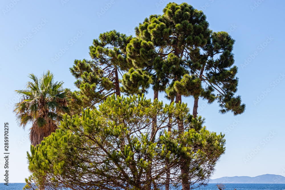 umbrella pines on the beach in Corsica